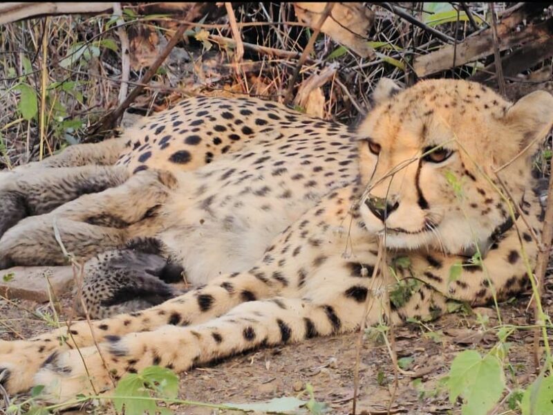 Indian-born cheetah Mukhi gives birth to 5 cubs