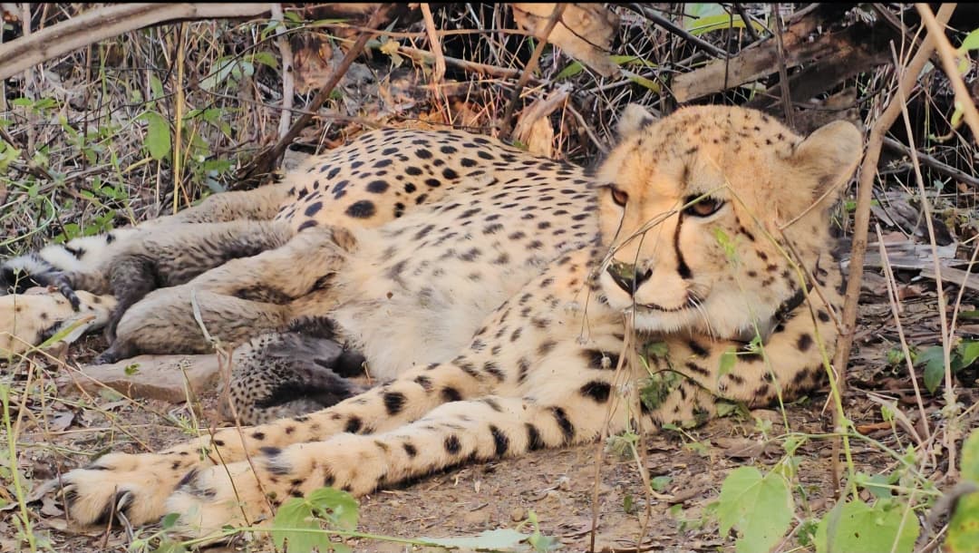 Indian-born cheetah Mukhi gives birth to 5 cubs