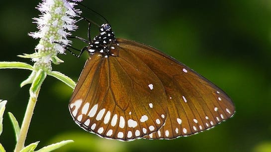 Kanger Valley Butterfly Meet