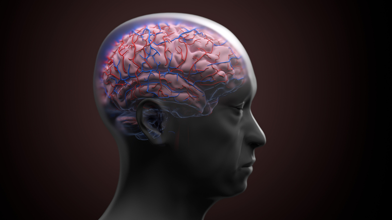 Scientists find brain