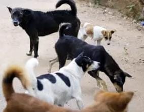 Supreme Court Guidelines