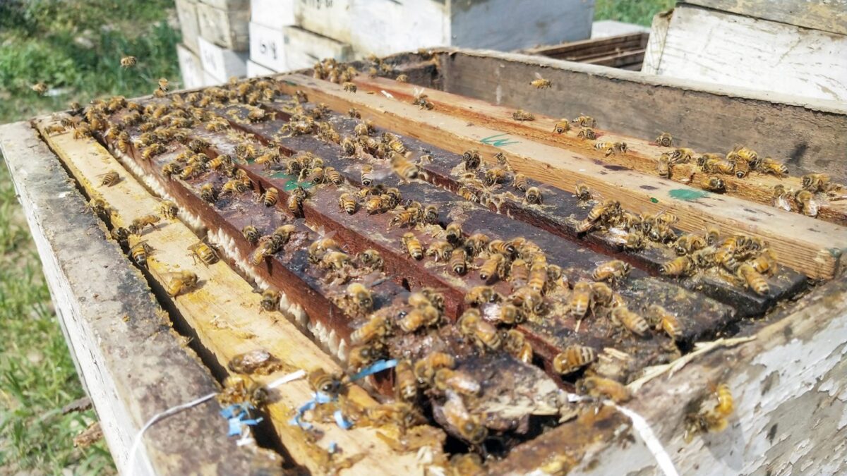 Sweet Revolution Gains Pace