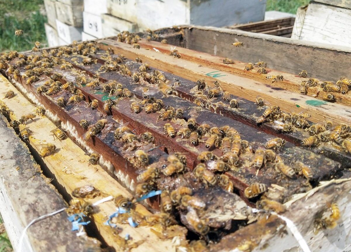 Sweet Revolution Gains Pace