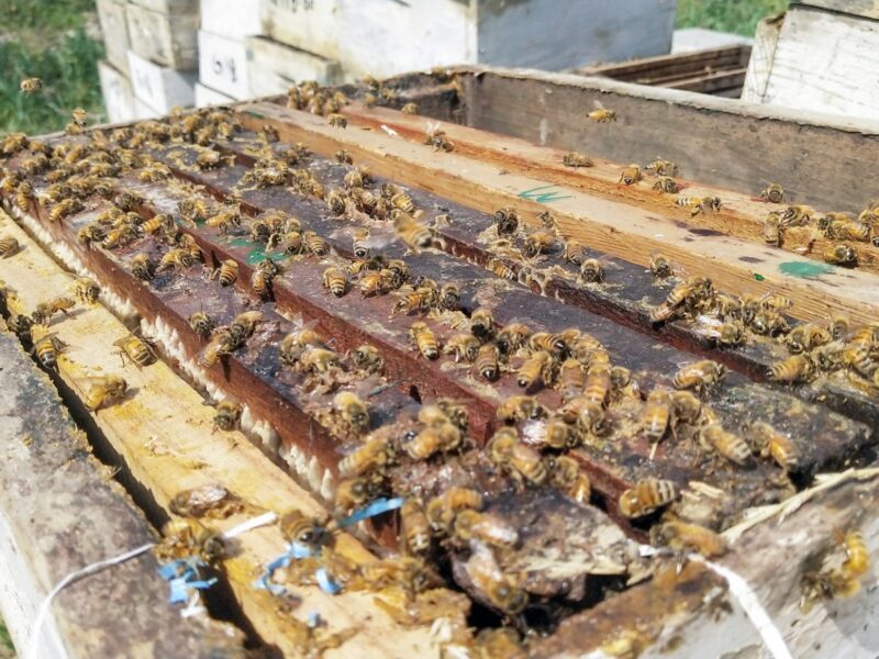 Sweet Revolution Gains Pace