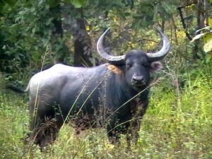 wild buffalo