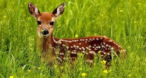 wildlife
