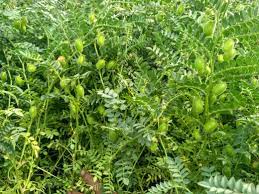 चने का बीजोपचार बुवाई से पहले