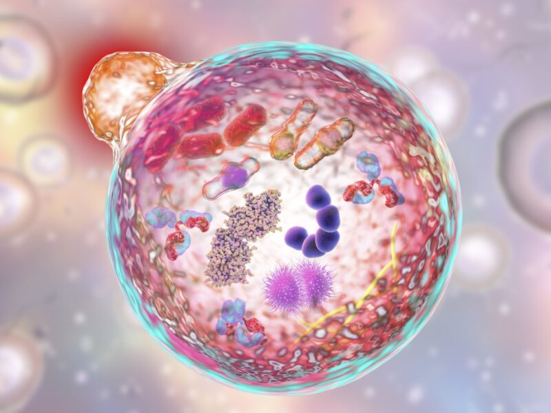 Alzheimer’s, cancer