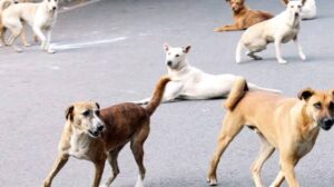 Animal Birth Control Programme