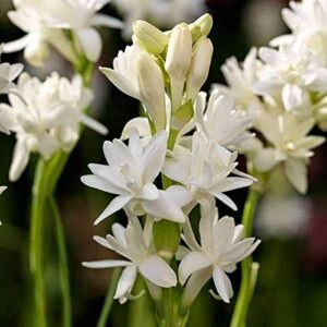 Chhattisgarh Flower Farming