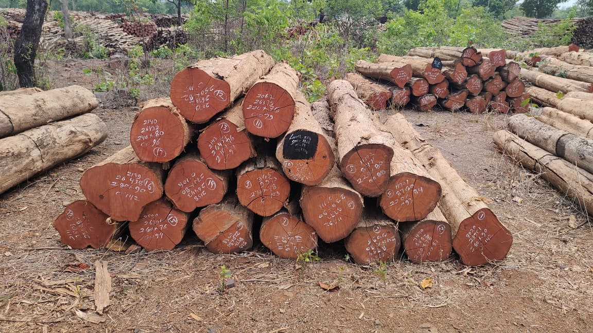 E-auction of timber in Chhattisgarh