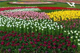 International Flower Show