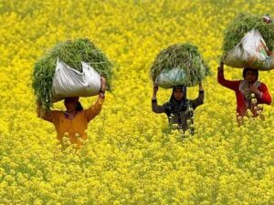 Rabi crop insurance