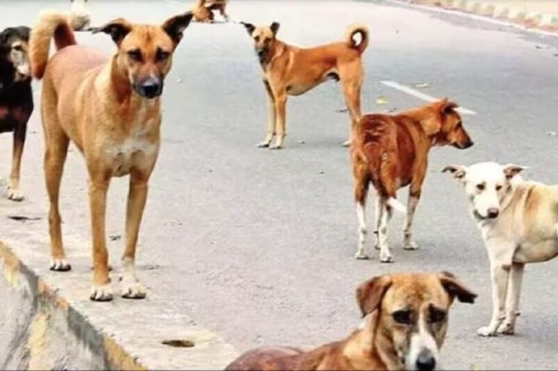Stray dogs continue to terrorize Raipur