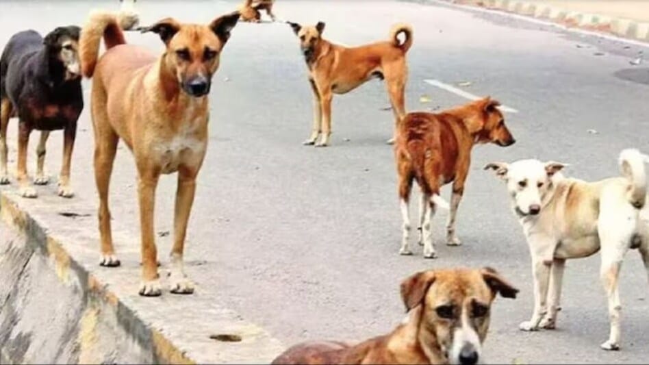Stray dogs continue to terrorize Raipur