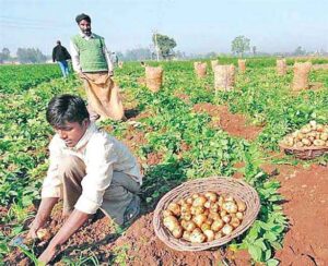 Strengthening the supply chain of potatoes