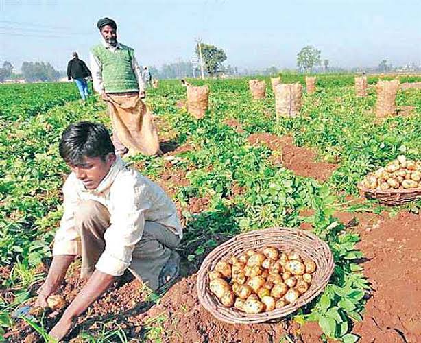 Strengthening the supply chain of potatoes
