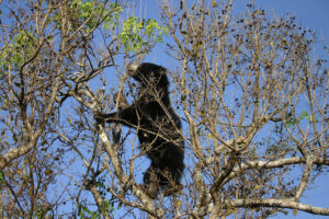 bear