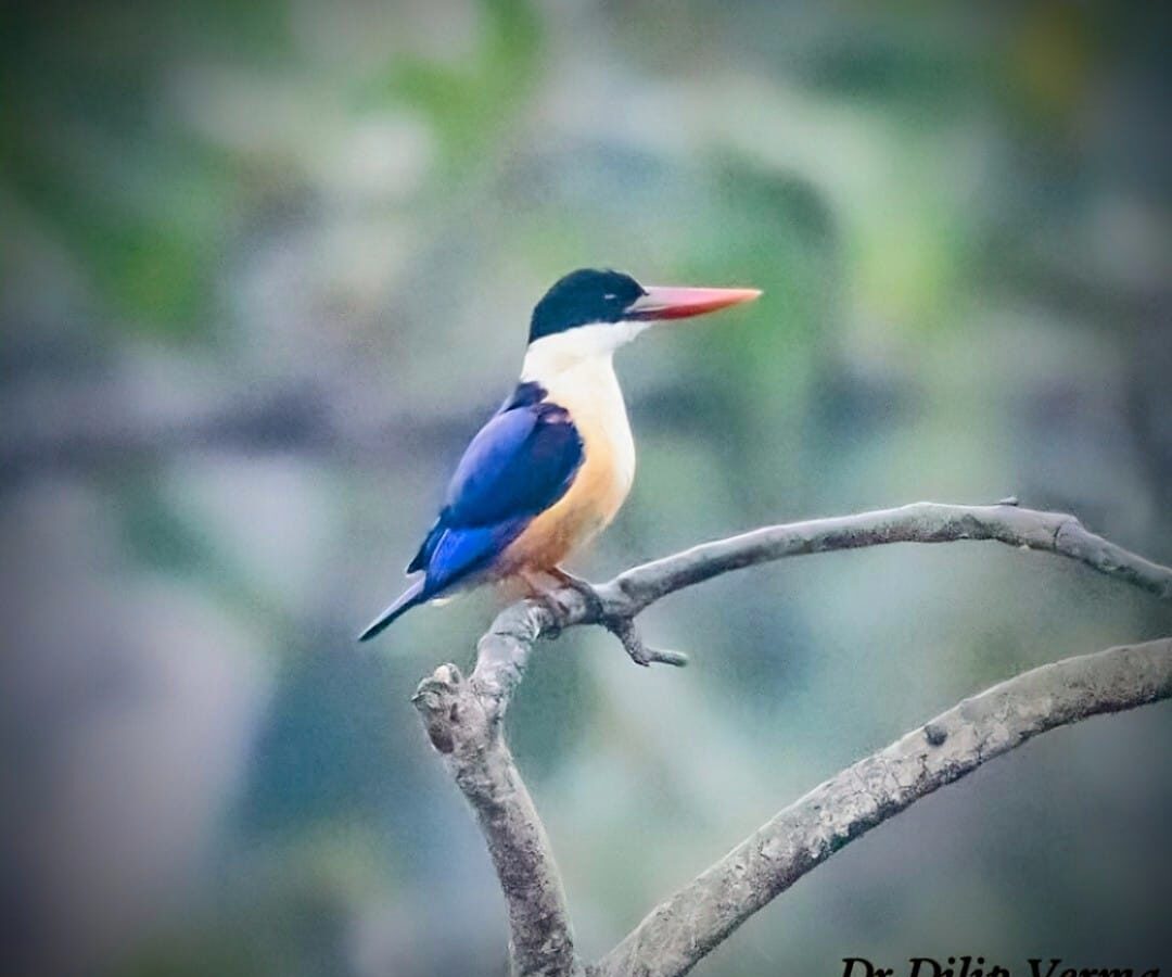 black-capped kingfisher
