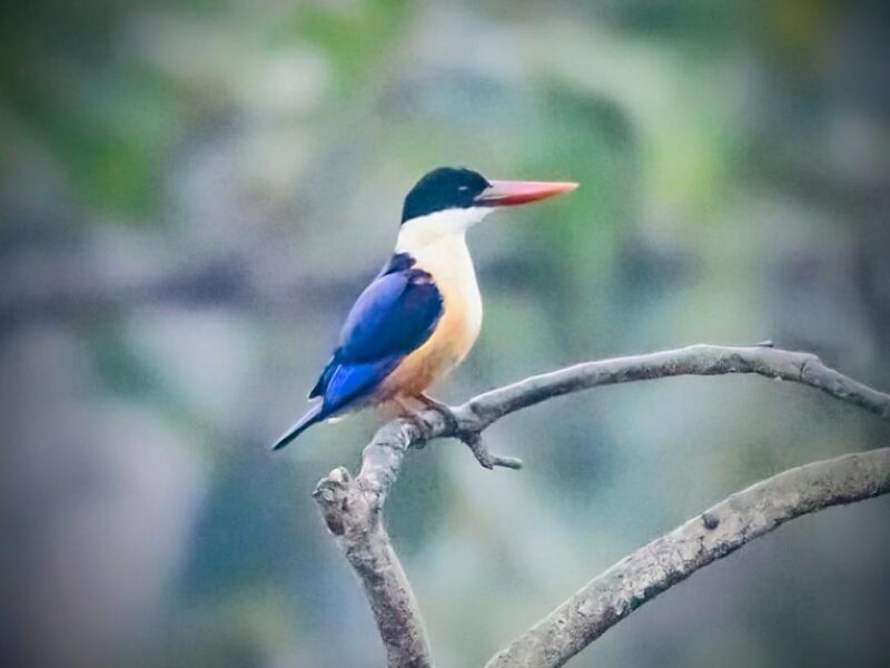 black-capped kingfisher