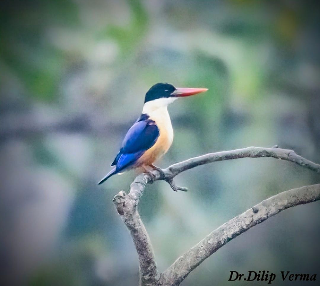 black-capped kingfisher