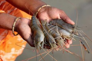 shrimp farming