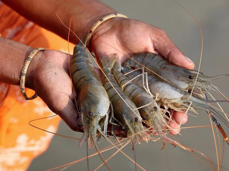 shrimp farming