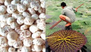 the National Makhana Board