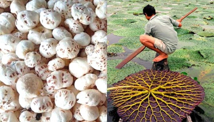 the National Makhana Board