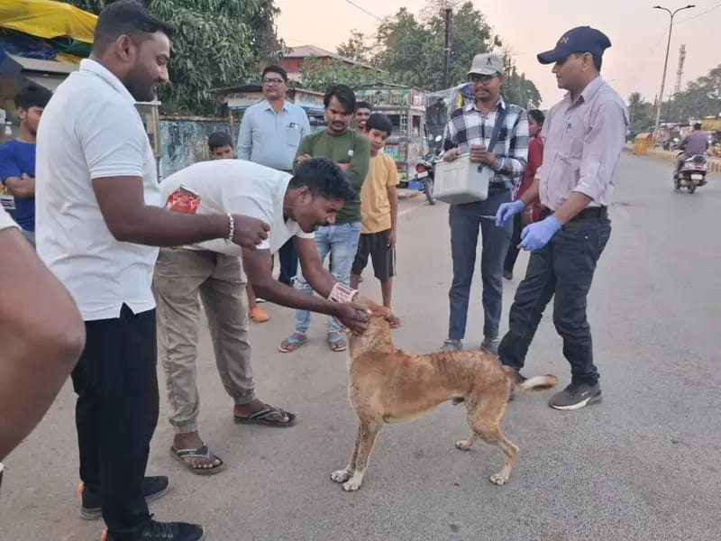 आवारा कुत्तों का एंटी रेबीज अभियान