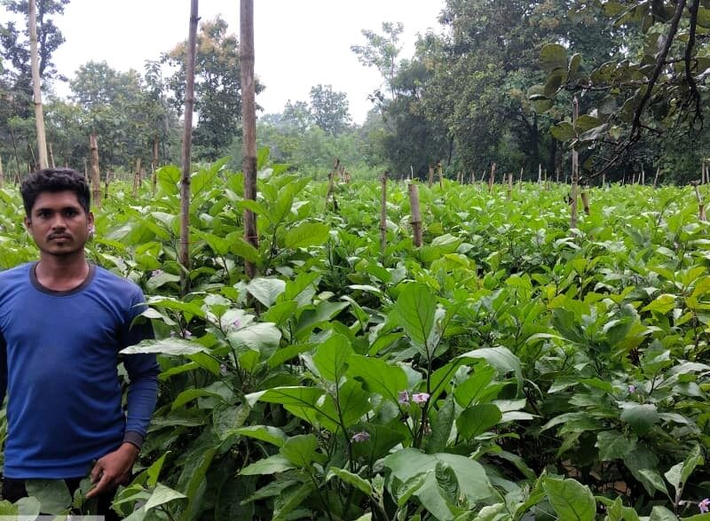 ग्राफ्टेड बैंगन खेती आय