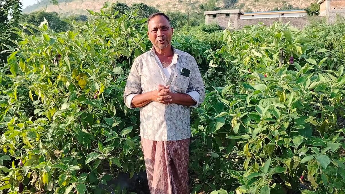 ग्राफ्टेड बैंगन से सफलता