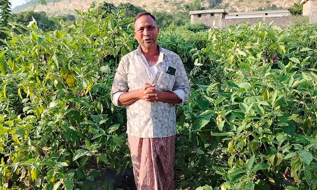 ग्राफ्टेड बैंगन से सफलता