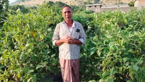 ग्राफ्टेड बैंगन से सफलता