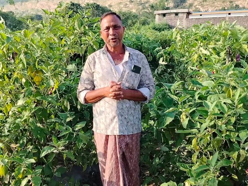 ग्राफ्टेड बैंगन से सफलता