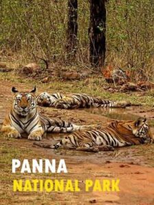 जंगल सफारी का आनंद