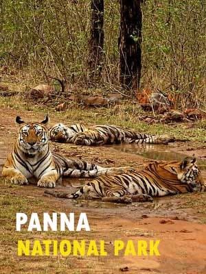 जंगल सफारी का आनंद