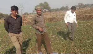 धान के बजाय दलहन तिलहन