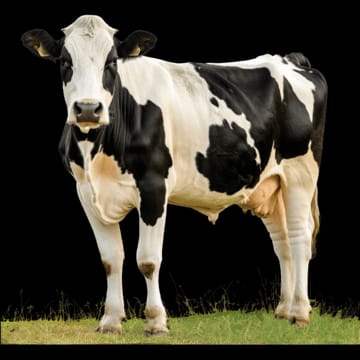 बोवाईन मेस्टाइटिस प्रशिक्षण रायपुर