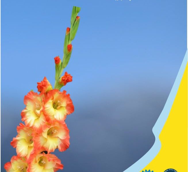 सीएसआईआर पुष्प कृषि मिशन