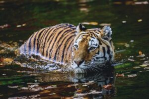सुंदरबन बाघ परियोजना निवेश