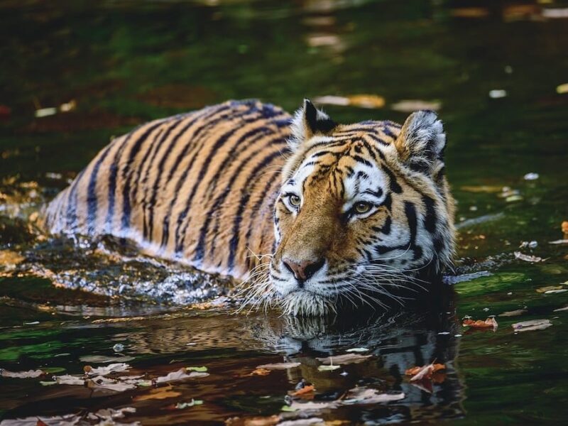 सुंदरबन बाघ परियोजना निवेश