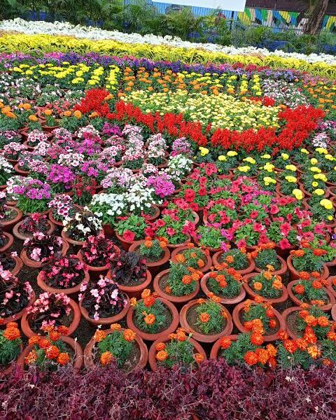 A grand exhibition of fruits