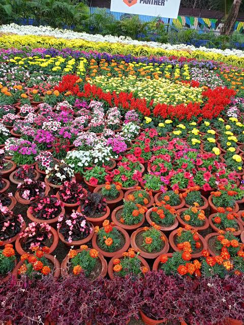 A grand exhibition of fruits