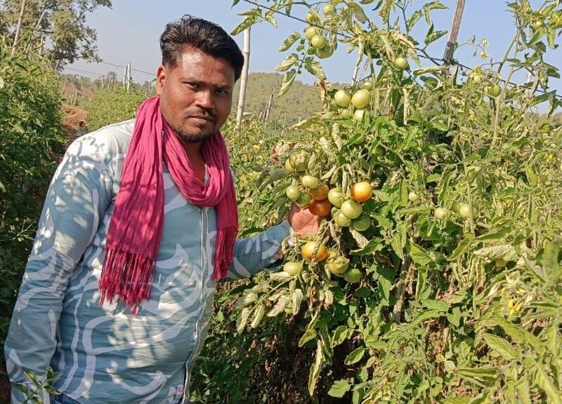 From paddy to horticulture