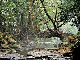 Meghalaya living root bridges