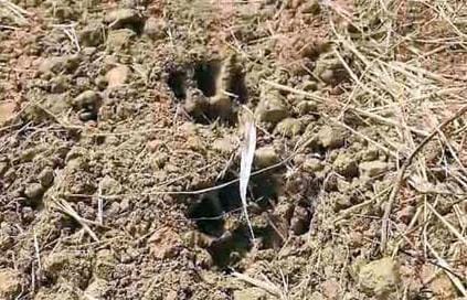 Tiger sightings spark panic in Bastar