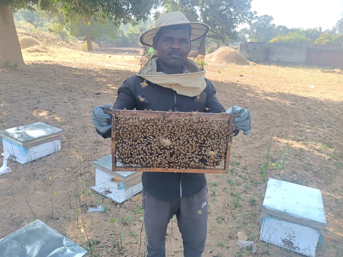 मधुमक्खी पालन मीठी क्रांति