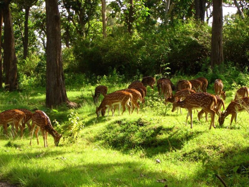 Barnawapara Sanctuary