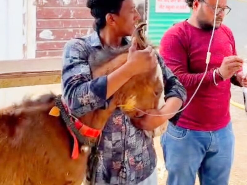 Foal gets a new lease on life